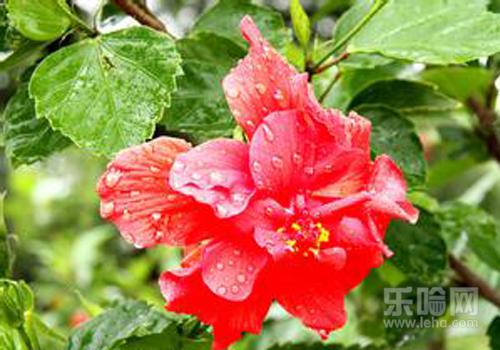 红花对孕妇有影响吗,红花对孕妇有什么影响,红