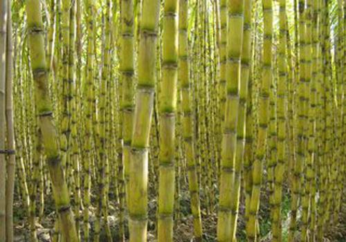 喉咙痒咳嗽能吃甘蔗吗 没想到咳嗽吃甘蔗也有