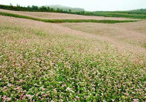 喉咙痒咳嗽咳出黄痰怎么办 千万别用错了方