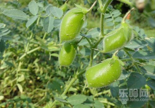 鹰嘴豆可以减肥吗,鹰嘴豆减肥吗,鹰嘴豆能减肥