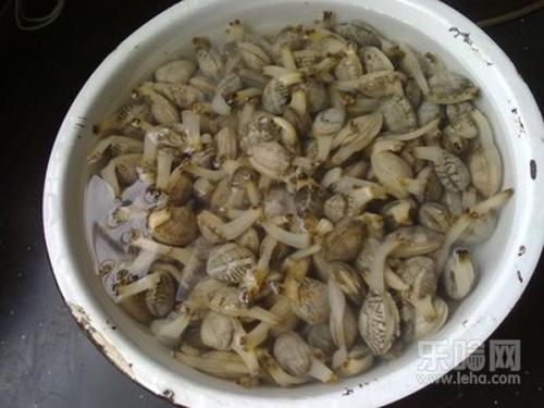 蛤蜊怎么吐沙,蛤蜊吐沙最快的方法,怎么样蛤蜊