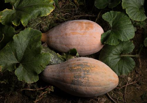 吃南瓜减肥还是增肥