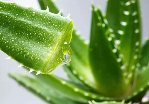 芦荟汁的功效与作用