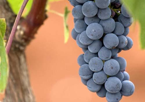 黑葡萄的功效与作用