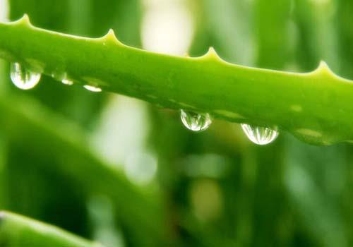 芦荟汁的功效与作用