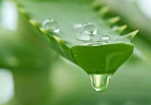 芦荟汁的功效与作用