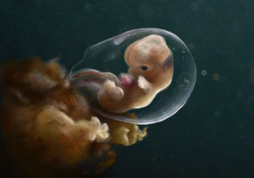 怀孕十周胎儿发育情况,怀孕十周宝宝有多大,怀