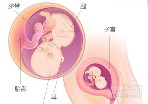 怀孕十周胎儿发育情况,怀孕十周宝宝有多大,怀