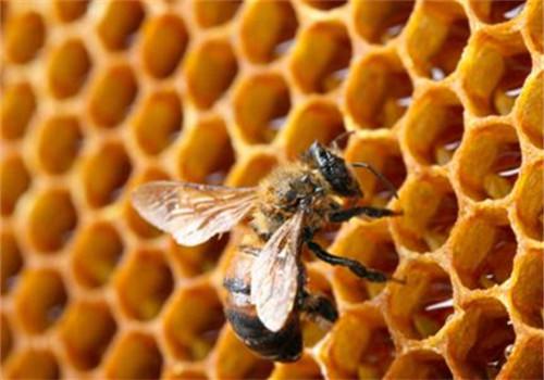 蜂巢的功效与作用