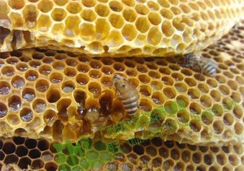 蜂巢的功效与作用