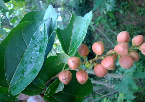 巴豆的功效与作用,巴豆有什么功效,巴豆的作用