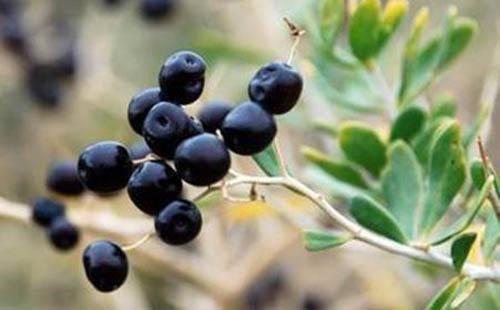 喝黑枸杞有什么好处 黑枸杞能解决的问题以及