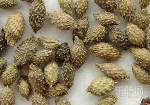 苍耳子葡萄英标图片