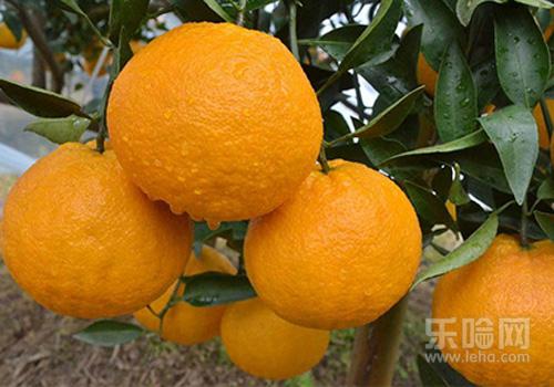 半夜咳嗽如何快速止咳,半夜咳嗽厉害如何快速