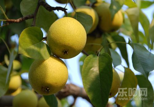 半夜咳嗽如何快速止咳,半夜咳嗽厉害如何快速