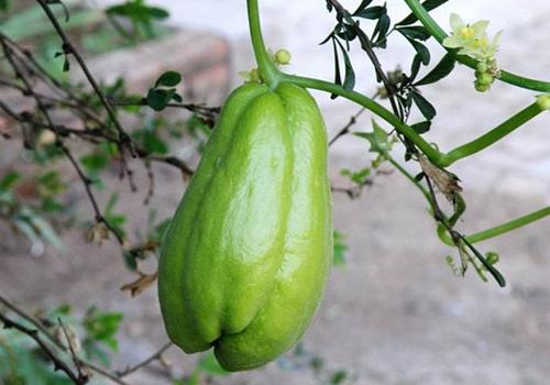 佛手瓜汤的功效与作用