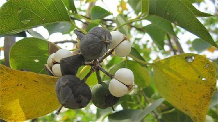 乌桕子的功效与作用