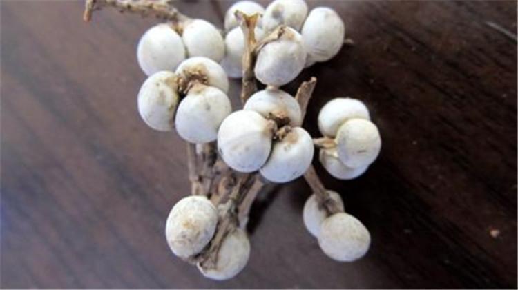 乌桕子的功效与作用