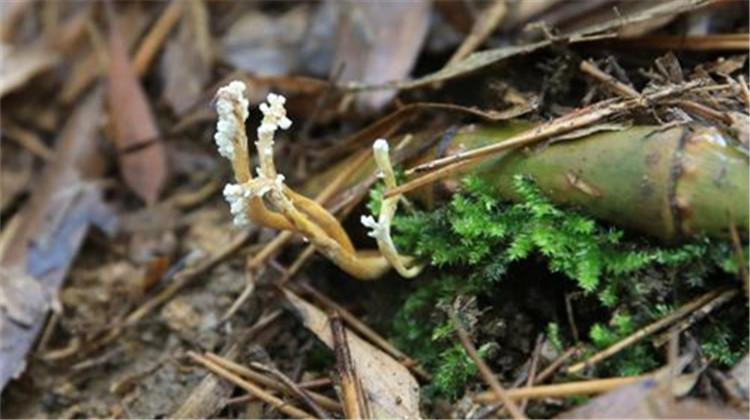 蝉花的功效与作用