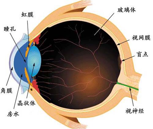 眼角膜是什么,人工眼角膜,眼角膜受损-乐哈健康网