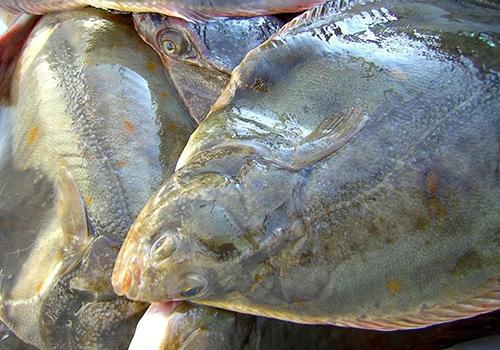 鸦片鱼的营养价值