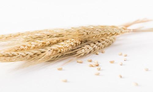 肠胃不好可以吃小麦吗 小麦养胃吗 乐哈健康网 肠胃不好可以吃小麦吗 小麦养胃吗 乐哈健康网