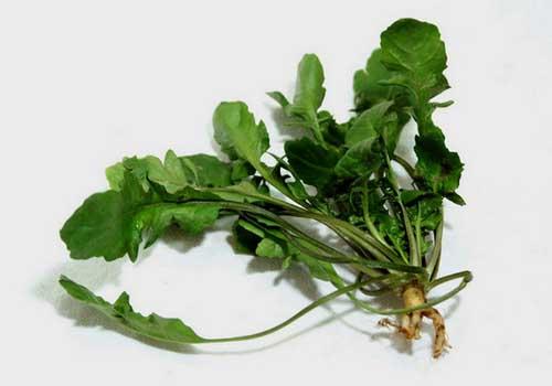 吃荠菜拉肚子怎么办 吃东西拉肚子这样做!