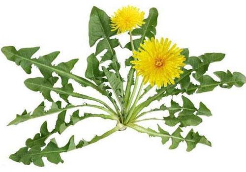 蒲公英茶哪些人不宜喝,什么人不能喝蒲公英茶
