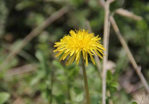 蒲公英茶哪些人不宜喝,什么人不能喝蒲公英茶