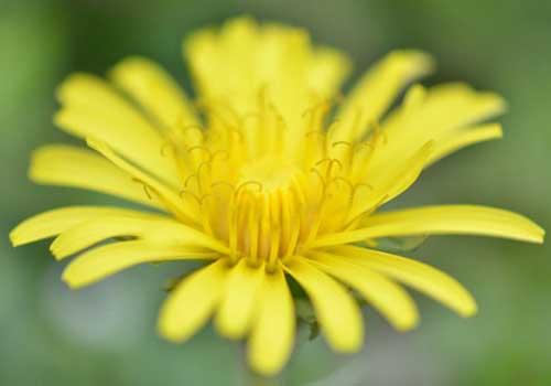 蒲公英茶哪些人不宜喝,什么人不能喝蒲公英茶