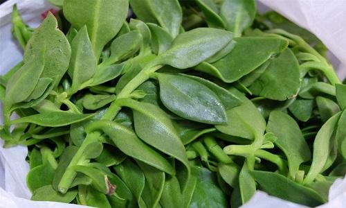 什么中药消炎效果最好,中药消炎药有哪些