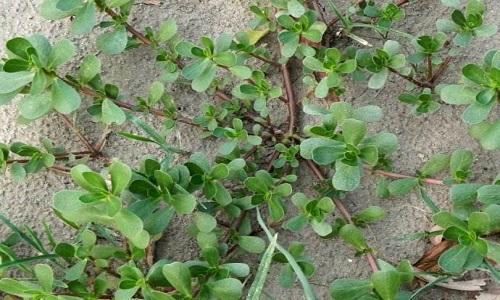 什么中药消炎效果最好,中药消炎药有哪些