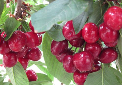 车厘子吃多了会怎样 上火、湿气过重和溃疡!