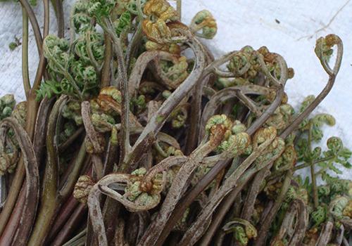 蕨菜可以多吃吗? 蕨菜吃多少合适