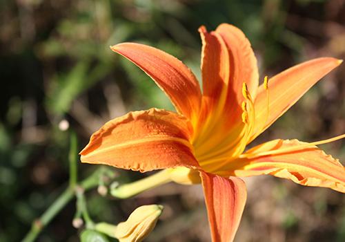 黄花菜是凉性还是热性 黄花菜是酸性还是碱性 乐哈健康网
