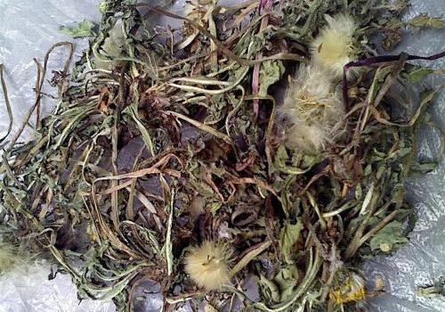 蒲公英茶哪些人不宜喝 蒲公英茶可以天天喝吗 - 轻博客