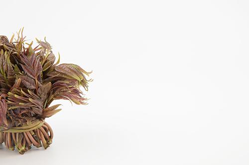 香椿能吃到几月份 七月份的香椿能吃吗?（多图）