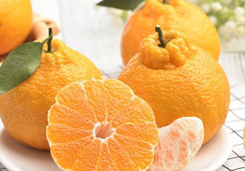 不知火丑橘会上火么