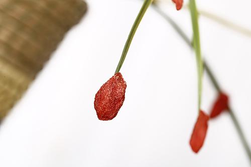 枸杞泡水可以天天喝吗? 枸杞泡水一次放多少粒（图）