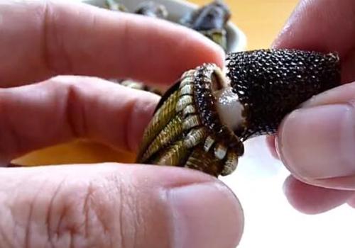 佛手螺怎么吃图解 佛手螺多少钱一斤 乐哈健康网