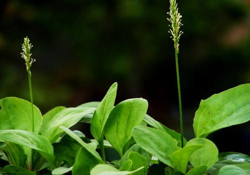 车前草能治高血压吗,可以吃车前草吗