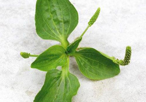 车前草能治高血压吗