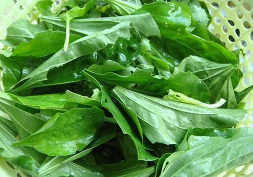 车前草能治高血压吗