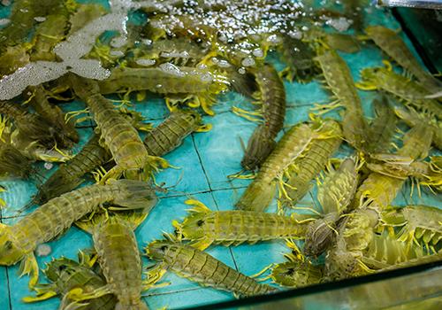 皮皮虾什么时候最肥 什么时候皮皮虾最便宜 乐哈健康网