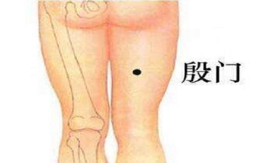 殷门在人体哪个位置殷门的作用功能主治