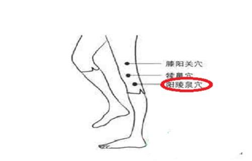 阳陵泉的准确位置视频 阳陵泉的功能及作用 乐哈健康网