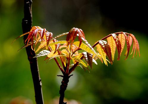 怎么吃香椿最壮阳
