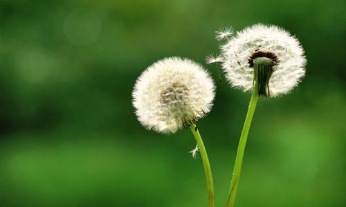 花粉过敏可以用香水吗 为什么有些人会对香水