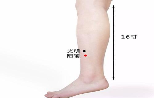 阳辅定位和主治 阳辅的准确位置图视频