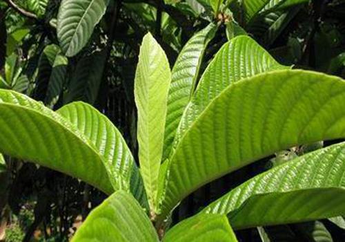 枇杷叶煮水能放蜂蜜吗